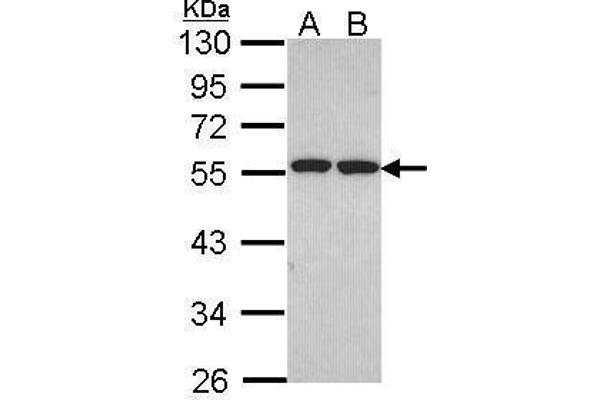 FAF2 抗体  (C-Term)