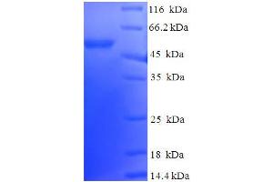 SDS-PAGE (SDS) image for DnaJ (Hsp40) Homolog, Subfamily B, Member 2 (DNAJB2) (AA 2-324) protein (His-SUMO Tag) (ABIN5709407)