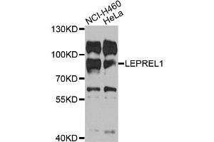 Western blot analysis of extracts of various cell lines, using LEPREL1 antibody (ABIN5975696) at 1/1000 dilution. (LEPREL1 抗体)