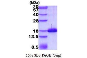 Image no. 1 for Tachykinin, Precursor 1 (TAC1) protein (His tag) (ABIN1098729) (TAC1 Protein (His tag))