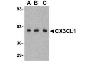 Western blot analysis of CX3CL1 in C2C12 cell lysate with CX3CL1 antibody at (A) 0. (CX3CL1 抗体  (N-Term))