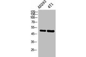 Western Blot analysis of AD293, 4T1 cells using IL-6Rα Polyclonal Antibody.
