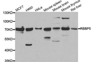 Western blot analysis of extracts of various cell lines, using RBBP5 antibody (ABIN5974189) at 1/1000 dilution. (RBBP5 抗体)