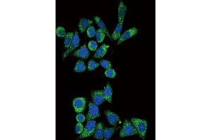 Confocal immunofluorescent analysis of GLA Antibody (N-term) (ABIN390687 and ABIN2840977) with Hela cell followed by Alexa Fluor? (GLA 抗体  (N-Term))