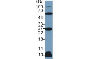 Western Blot; Sample: Rat Heart lysate; Primary Ab: 2µg/ml Rabbit Anti-Human TNFSF12 Antibody Second Ab: 0. (TWEAK 抗体  (AA 65-247))