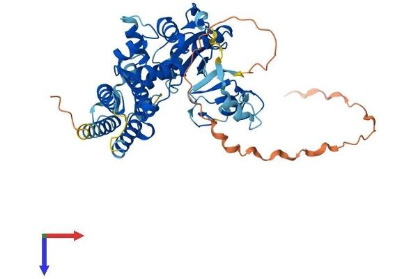 CBLC Protein (AA 1-474) (His tag)