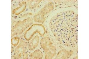 Immunohistochemistry of paraffin-embedded human kidney tissue using ABIN7167064 at dilution of 1:100 (RFTN2 抗体  (AA 1-300))