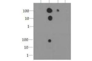 Dot Blot (DB) image for anti-Histone 3 (H3) (pSer10) antibody (ABIN5706877)