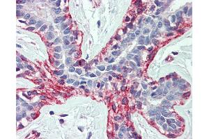 Immunohistochemistry (IHC) image for anti-Actin, beta (ACTB) (Middle Region) antibody (ABIN2778644)