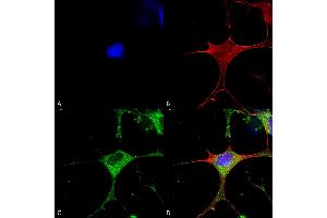 Immunocytochemistry/Immunofluorescence analysis using Mouse Anti-Clcn3 Monoclonal Antibody, Clone S258-5 (ABIN2485484). (CLCN3 抗体  (AA 98-115) (PerCP))