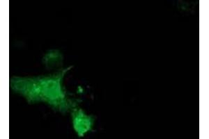 Anti-MGRN1 mouse monoclonal antibody (ABIN2454427) immunofluorescent staining of COS7 cells transiently transfected by pCMV6-ENTRY MGRN1 (RC208284). (Mahogunin RING Finger Protein 1 抗体)