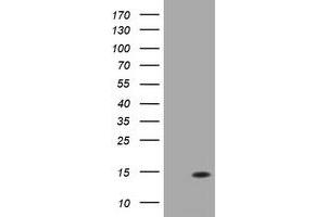 Image no. 3 for anti-D-Dopachrome Tautomerase (DDT) antibody (ABIN1497800) (DDT 抗体)
