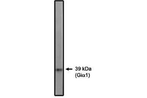 anti-Gi alpha 1/2 antibody