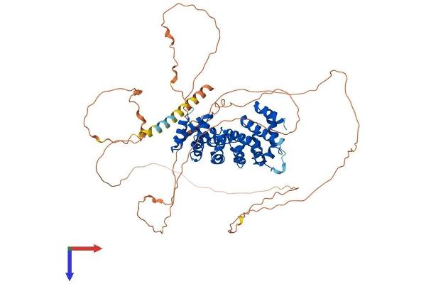 ARMCX2 Protein (AA 1-632) (His tag)