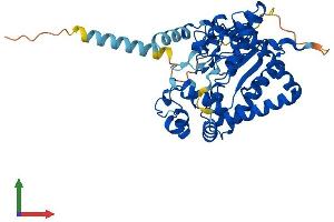 Protein Structure (PS) image for Galactose 3-O-Sulfotransferase 1 (GAL3ST1) (AA 1-423) protein (His tag) (ABIN7561496)