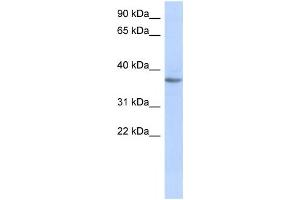 Western Blotting (WB) image for anti-Olfactory Receptor, Family 10, Subfamily X, Member 1 (OR10X1) antibody (ABIN2460061) (OR10X1 抗体)