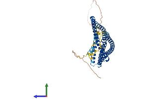 Protein Structure (PS) image for ADP-Ribosylation Factor Interacting Protein 2 (ARFIP2) (AA 1-341) protein (His tag) (ABIN7552235)