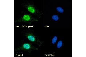 (ABIN334406) Immunofluorescence analysis of paraformaldehyde fixed HeLa cells, permeabilized with 0. (GADD45G 抗体  (Internal Region))