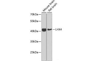 Western blot analysis of extracts of various cell lines using LHX4 Polyclonal Antibody at dilution of 1:1000. (LHX4 抗体)