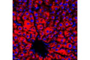 Immunofluorescence of paraffin embedded rat liver using RBP (ABIN7075409) at dilution of 1: 650 (400x lens)