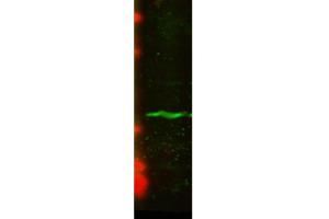 Western Blot analysis of Human U2OS cell lysate showing detection of CENP-A protein using Mouse Anti-CENP-A Monoclonal Antibody, Clone 5A7-2E11 . (CENPA 抗体  (APC))