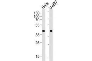 Western blot analysis of lysate from HeLa, U-937 cell line (left to right) using PGK1 antibody; Ab was diluted at 1:1000 for each lane. (PGK1 抗体  (AA 117-145))