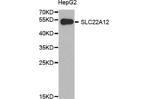 Western Blotting (WB) image for anti-Solute Carrier Family 22 (Organic Anion/urate Transporter), Member 12 (SLC22A12) antibody (ABIN1874812) (SLC22A12 抗体)