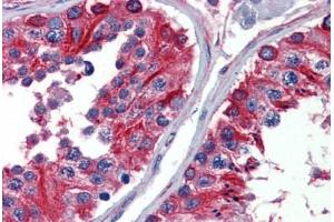 Anti-Alpha Tubulin antibody IHC staining of human testis. (alpha Tubulin 抗体  (Subunit alpha))
