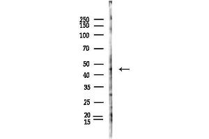 anti-Major Histocompatibility Complex, Class I, A (HLA-A) (C-Term) antibody