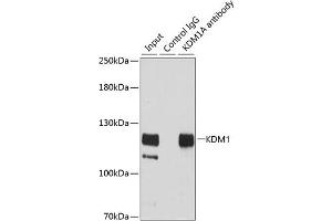 Immunoprecipitation analysis of 200 μg extracts of HeLa cells using 3 μg KDM1 antibody (ABIN3021574, ABIN3021575, ABIN3021576, ABIN1513123 and ABIN1514268). (LSD1 抗体  (AA 130-380))