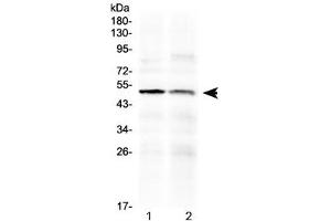 Western blot testing of human 1) PANC1 and 2) HepG2 cell lysate with HtrA3 antibody at 0. (HTRA3 抗体  (AA 330-362))