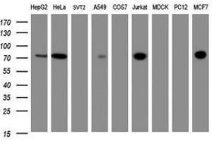 Image no. 3 for anti-Zinc Finger and SCAN Domain Containing 18 (ZSCAN18) antibody (ABIN1501861)