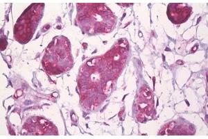 Anti-CBFB antibody IHC staining of human breast, epithelium. (CBFB 抗体  (AA 11-60))