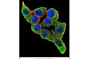 Confocal immunofluorescent analysis of X6 Antibody (ABIN656844 and ABIN2846051) with Hela cell followed by Alexa Fluor 488-conjugated goat anti-rabbit lgG (green). (PAX6 抗体)