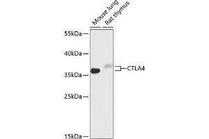 Western blot analysis of extracts of various cell lines, using CD152/CTLA-4 antibody (ABIN6130051, ABIN6139198, ABIN6139200 and ABIN6218154) at 1:1000 dilution. (CTLA4 抗体  (AA 49-223))