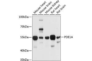 Western blot analysis of extracts of various cell lines, using PDE1A antibody (ABIN6131333, ABIN6145346, ABIN6145347 and ABIN6214718) at 1:1000 dilution. (PDE1A 抗体  (AA 446-545))