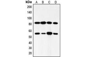 Western blot analysis of PI3K p85 alpha/p55 gamma expression in HeLa (A), mouse brain (B), rat brain (C), rat muscle (D) whole cell lysates. (PIK3R3 抗体  (Center))