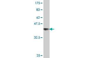 Western Blotting (WB) image for anti-Killer Cell Lectin-Like Receptor Subfamily F, Member 1 (KLRF1) (AA 69-166) antibody (ABIN565595)