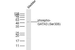 Mouse bladder lysates probed with antibody name Polyclonal Antibody, unconjugated  at 1:300 overnight at 4°C followed by a conjugated secondary antibody at 1:10000 for 60 minutes at 37°C. (GATA3 抗体  (pSer308))