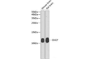 Western blot analysis of extracts of various cell lines using GNG7 Polyclonal Antibody at dilution of 1:1000. (GNG7 抗体)