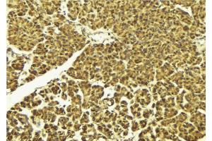 ABIN6268834 at 1/100 staining Mouse pancreas tissue by IHC-P. (DUSP1 抗体  (C-Term))