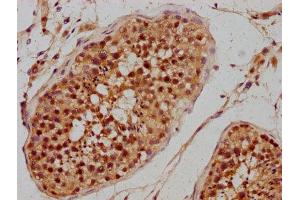 IHC image of ABIN7163060 diluted at 1:300 and staining in paraffin-embedded human testis tissue performed on a Leica BondTM system. (PHF7 抗体  (AA 277-368))