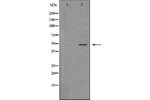 Western blot analysis of extracts of HepG2 , using PSMC5 antibody. (PSMC5 抗体  (Internal Region))