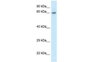 Western Blot showing FAM161A antibody used at a concentration of 1.