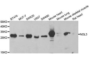 Western blot analysis of extracts of various cell lines, using NOL3 antibody. (NOL3 抗体  (AA 1-208))