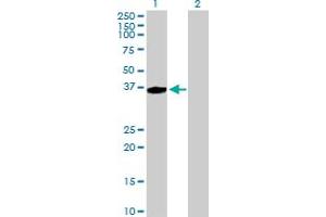 Western Blot analysis of AASDHPPT expression in transfected 293T cell line by AASDHPPT MaxPab polyclonal antibody. (AASDHPPT 抗体  (AA 1-309))