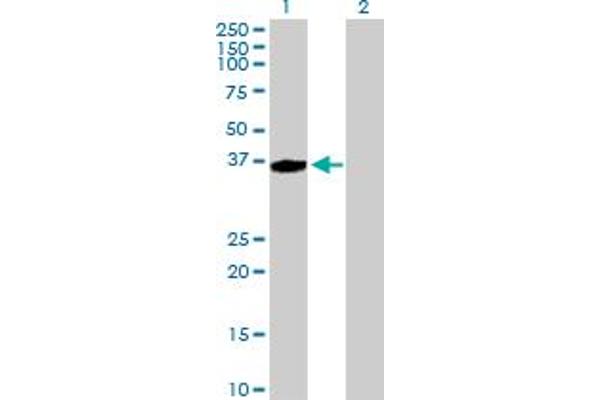 AASDHPPT antibody  (AA 1-309)