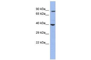 WB Suggested Anti-WDR45L  Antibody Titration: 0. (WD Repeat Domain 45B (WDR45B) (Middle Region) 抗体)