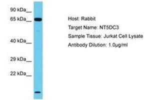 Image no. 1 for anti-5'-Nucleotidase Domain Containing 3 (NT5DC3) (AA 437-486) antibody (ABIN6750612) (NT5DC3 抗体  (AA 437-486))
