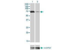Western blot analysis of MAP3K7 over-expressed 293 cell line, cotransfected with MAP3K7 Validated Chimera RNAi ( Cat # H00006885-R02V ) (Lane 2) or non-transfected control (Lane 1). (MAP3K7 抗体  (AA 1-579))